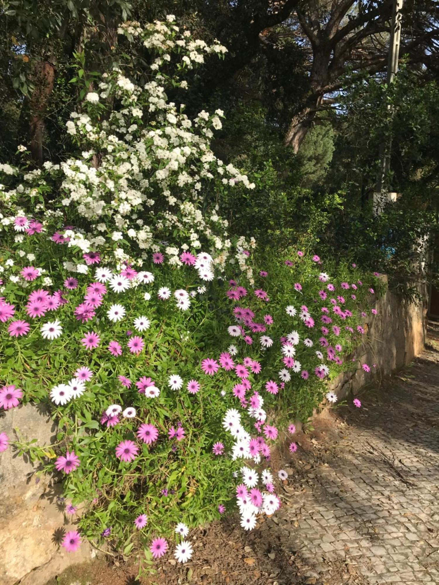 Quinta Dos Canais เซตุบาล ภายนอก รูปภาพ