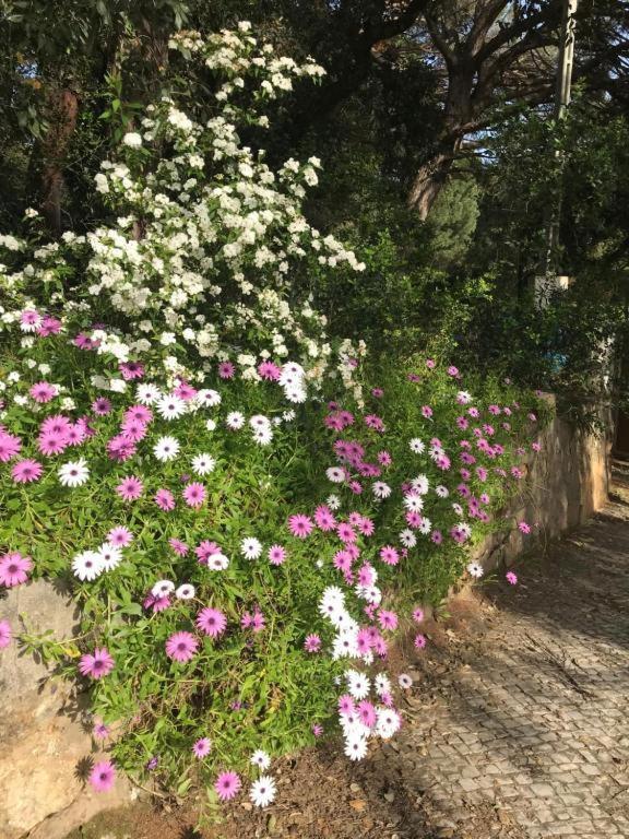Quinta Dos Canais เซตุบาล ภายนอก รูปภาพ